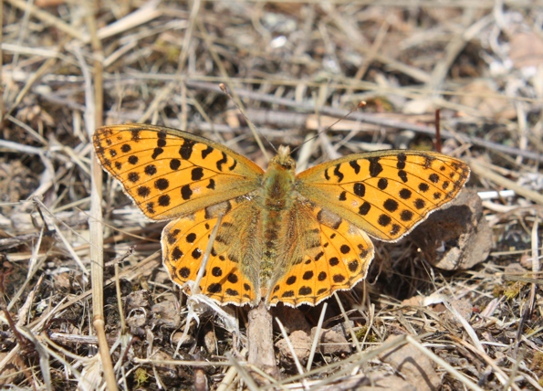 Argynnis lathonia? - Issoria (Issoria) lathonia